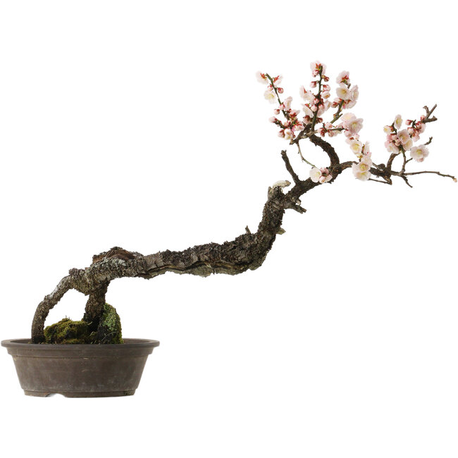 Prunus mume white, 80 cm, ± 35 years old, with a nebari of 14 cm
