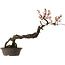 Prunus mume blanco, 80 cm, ± 35 años, con un nebari de 14 cm