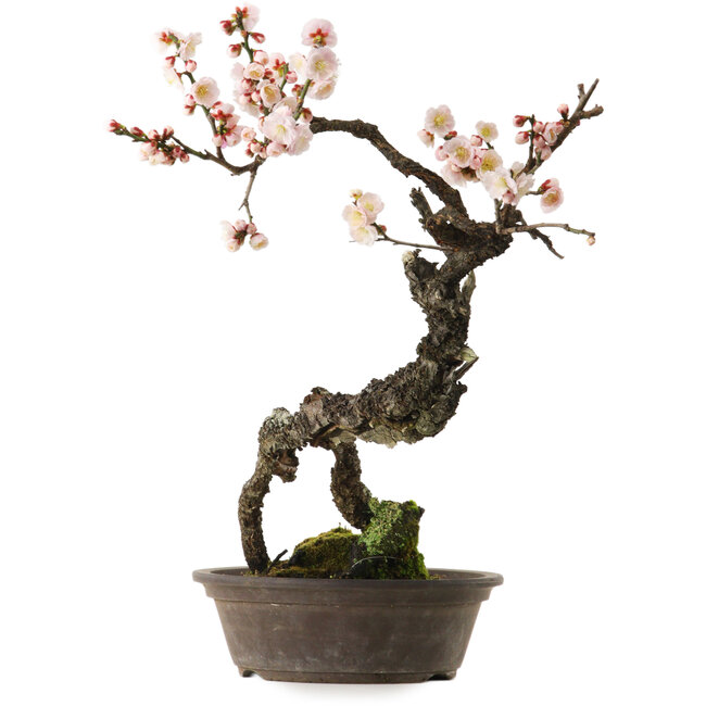 Prunus mume blanco, 80 cm, ± 35 años, con un nebari de 14 cm