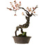 Prunus mume blanco, 80 cm, ± 35 años, con un nebari de 14 cm