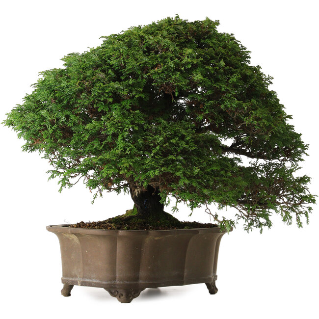 Chamaecyparis obtusa, 43 cm, ± 40 ans, avec un nebari de 15 cm