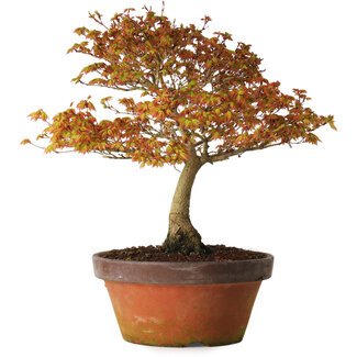 Acer palmatum Kashima, 33 cm, ± 25 jaar oud