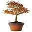 Acer palmatum Kashima, 33 cm, ± 25 jaar oud, met een nebari van 6 cm