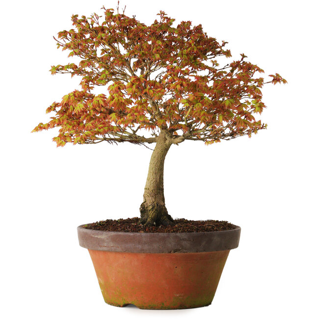 Acer palmatum Kashima, 33 cm, ± 25 years old, with a nebari of 6 cm