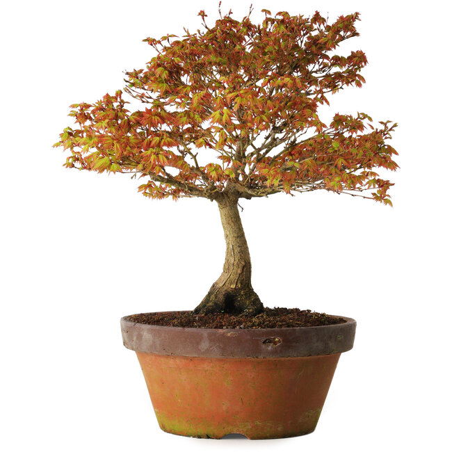 Acer palmatum Kashima, 33 cm, ± 25 anni, con nebari di 6 cm