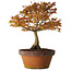 Acer palmatum Kashima, 33 cm, ± 25 years old, with a nebari of 6 cm