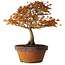 Acer palmatum Kashima, 33 cm, ± 25 ans, avec un nebari de 6 cm