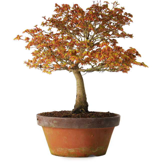 Acer palmatum Kashima, 33 cm, ± 25 anni, con nebari di 6 cm