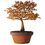 Acer palmatum Kashima, 33 cm, ± 25 ans, avec un nebari de 6 cm