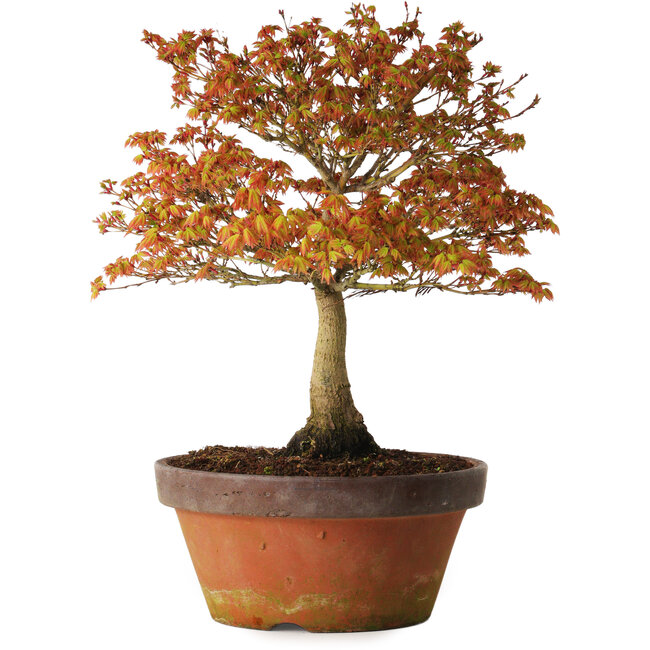 Acer palmatum Kashima, 33 cm, ± 25 ans, avec un nebari de 6 cm