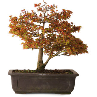 Acer palmatum Kashima, 33 cm, ± 25 anni