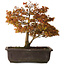 Acer palmatum Kashima, 33 cm, ± 25 anni, con nebari di 6 cm