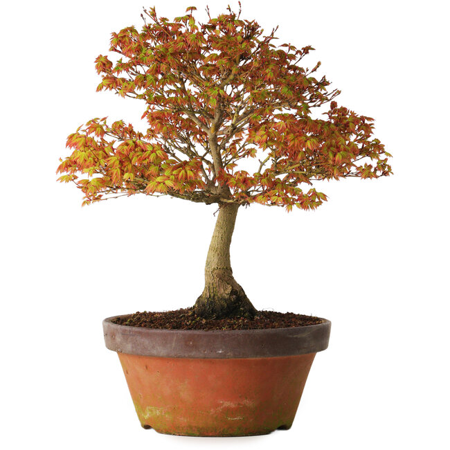 Acer palmatum Kashima, 33 cm, ± 25 jaar oud, met een nebari van 6 cm
