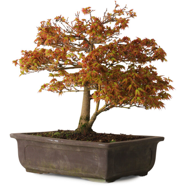 Acer palmatum Kashima, 33 cm, ± 25 Jahre alt, mit einem Wurzelhals von 6 cm