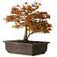 Acer palmatum Kashima, 33 cm, ± 25 jaar oud, met een nebari van 6 cm