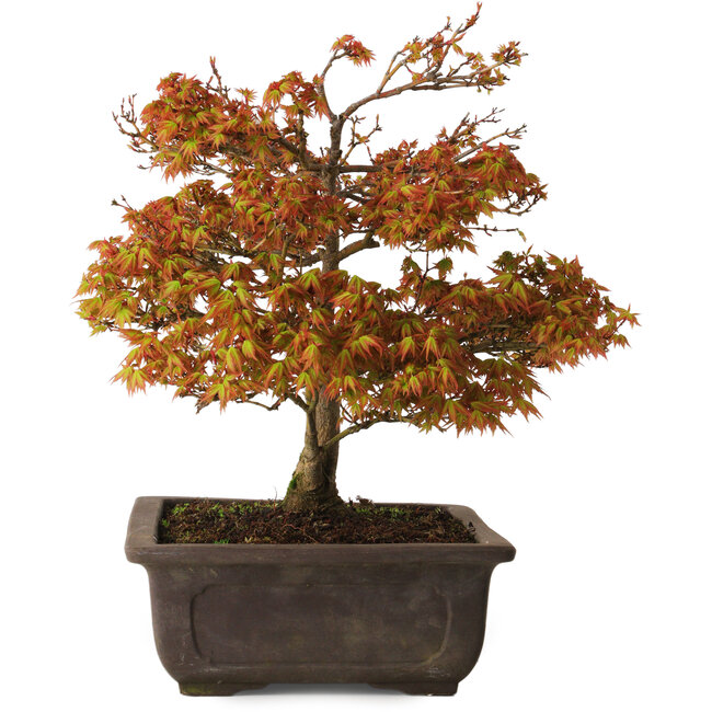 Acer palmatum Kashima, 33 cm, ± 25 Jahre alt, mit einem Wurzelhals von 6 cm