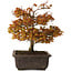 Acer palmatum Kashima, 33 cm, ± 25 jaar oud, met een nebari van 6 cm