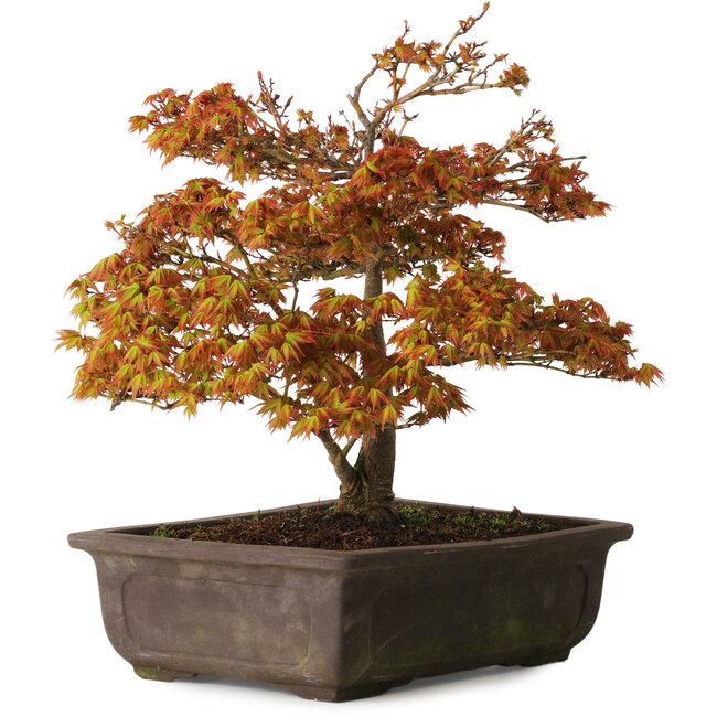 Acer palmatum Kashima, 33 cm, ± 25 años, con un nebari de 6 cm.