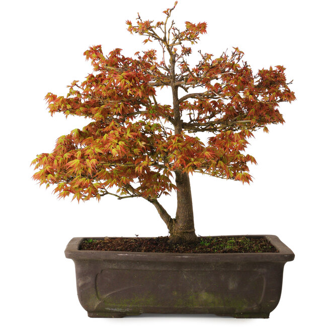 Acer palmatum Kashima, 33 cm, ± 25 jaar oud, met een nebari van 6 cm