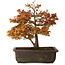 Acer palmatum Kashima, 33 cm, ± 25 years old, with a nebari of 6 cm