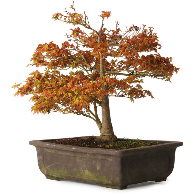 Acer palmatum Kashima, 33 cm, ± 25 Jahre alt, mit einem Wurzelhals von 6 cm