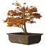 Acer palmatum Kashima, 33 cm, ± 25 ans, avec un nebari de 6 cm