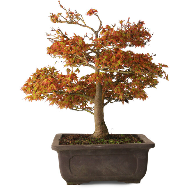 Acer palmatum Kashima, 33 cm, ± 25 Jahre alt, mit einem Wurzelhals von 6 cm