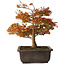 Acer palmatum Kashima, 33 cm, ± 25 Jahre alt, mit einem Wurzelhals von 6 cm