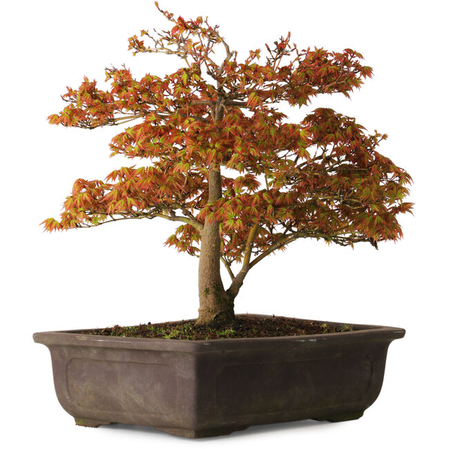 Acer palmatum Kashima, 33 cm, ± 25 jaar oud, met een nebari van 6 cm