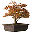 Acer palmatum Kashima, 33 cm, ± 25 jaar oud, met een nebari van 6 cm