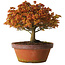 Acer palmatum Kashima, 33 cm, ± 25 jaar oud, met een nebari van 6 cm