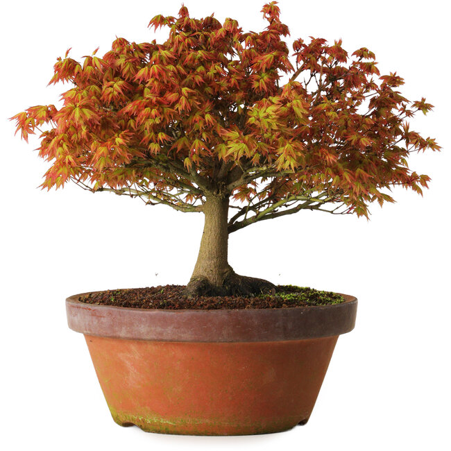 Acer palmatum Kashima, 33 cm, ± 25 Jahre alt, mit einem Wurzelhals von 6 cm