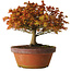 Acer palmatum Kashima, 33 cm, ± 25 years old, with a nebari of 6 cm