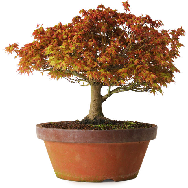 Acer palmatum Kashima, 33 cm, ± 25 anni, con nebari di 6 cm