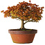 Acer palmatum Kashima, 33 cm, ± 25 years old, with a nebari of 6 cm