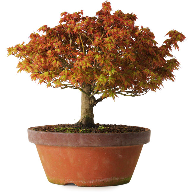Acer palmatum Kashima, 33 cm, ± 25 jaar oud, met een nebari van 6 cm
