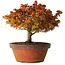 Acer palmatum Kashima, 33 cm, ± 25 anni, con nebari di 6 cm