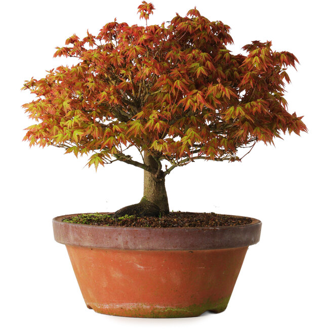 Acer palmatum Kashima, 33 cm, ± 25 años, con un nebari de 6 cm.