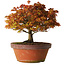 Acer palmatum Kashima, 33 cm, ± 25 ans, avec un nebari de 6 cm