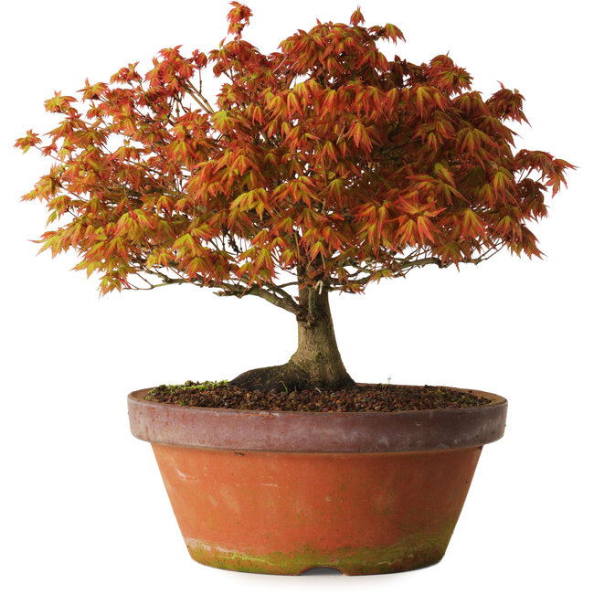 Acer palmatum Kashima, 33 cm, ± 25 Jahre alt, mit einem Wurzelhals von 6 cm