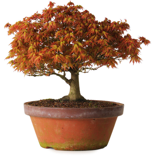 Acer palmatum Kashima, 33 cm, ± 25 Jahre alt, mit einem Wurzelhals von 6 cm