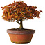 Acer palmatum Kashima, 33 cm, ± 25 ans, avec un nebari de 6 cm