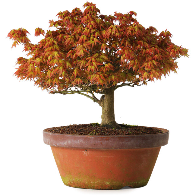 Acer palmatum Kashima, 33 cm, ± 25 jaar oud, met een nebari van 6 cm