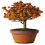 Acer palmatum Kashima, 33 cm, ± 25 anni, con nebari di 6 cm