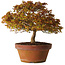 Acer palmatum Kashima, 33 cm, ± 25 anni, con nebari di 6 cm