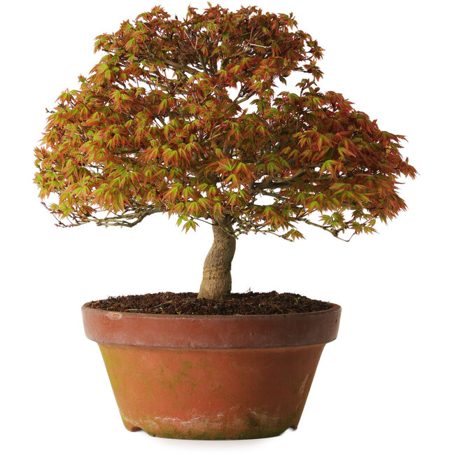 Acer palmatum Kashima, 33 cm, ± 25 anni, con nebari di 6 cm