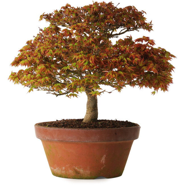Acer palmatum Kashima, 33 cm, ± 25 Jahre alt, mit einem Wurzelhals von 6 cm