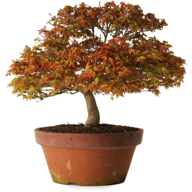 Acer palmatum Kashima, 33 cm, ± 25 jaar oud, met een nebari van 6 cm