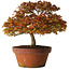 Acer palmatum Kashima, 33 cm, ± 25 ans, avec un nebari de 6 cm