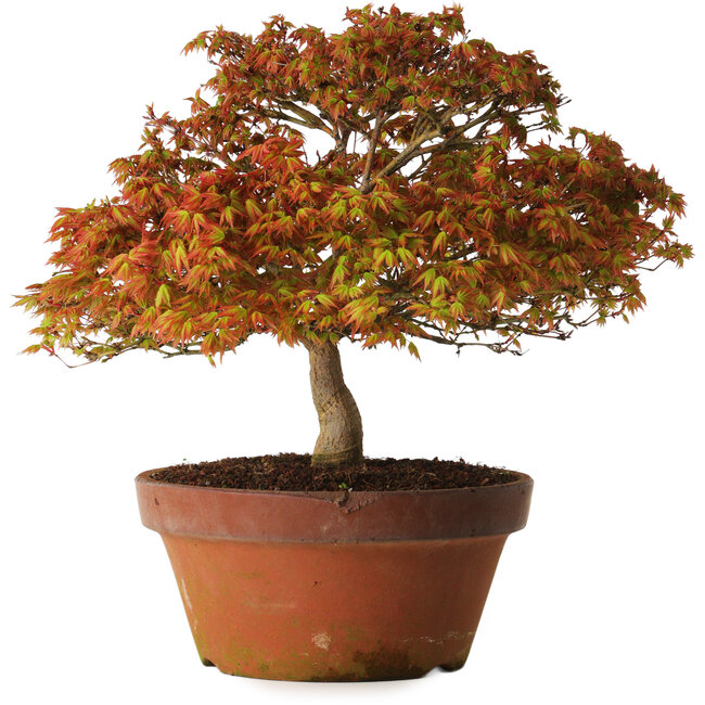 Acer palmatum Kashima, 33 cm, ± 25 años, con un nebari de 6 cm.